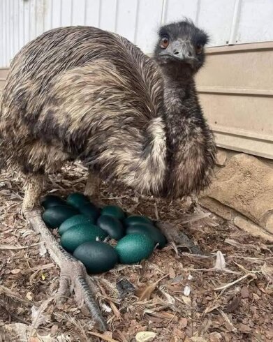 Бегун пустынь Австралии.