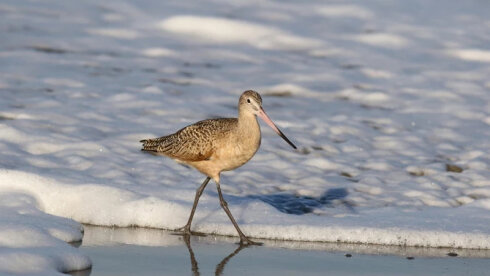 11 min kilometrlik səyahətin qorxunc dəyəri:
