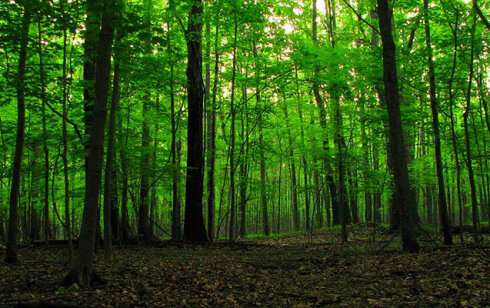 Qusarda meşəbəyi həbs edildi –