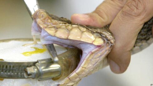 Alimlər ilan zəhərinə qarşı geniş spektrli yeni antidot hazırlayıb