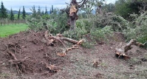 İsmayıllı meşələri talan olunur – Direktor müavininin adı yeni qalmaqalda –