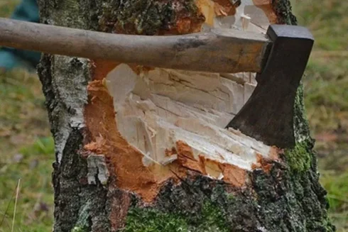 Xətaidə ağaclar kəsildi: Materiallar Baş Prokurorluğa göndəriləcək