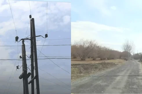 Evində zoopark yaradan Moskva sakinindən şirlər və ayılar müsadirə edildi