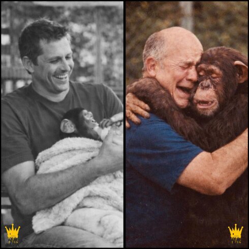 O, brakonyer basqını zamanı körpə şimpanzeni xilas etdi və 40 il sonra şimpanze onu hələ də xatırlayırdı.