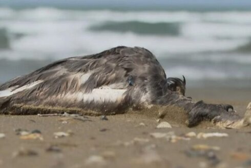 Xəzər sahilində quşlar kütləvi şəkildə niyə ölür? (VİDEO)