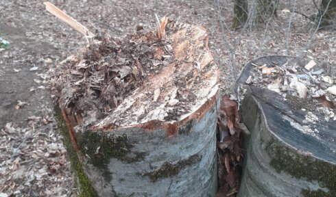 Nəsimi Nəsibov və Emin Əhədovun rəhbərliyi altında meşələr talan olunur – Cəlilabad meşələrində kütləvi ağac qırımı -