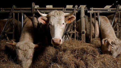 Senzuradan kənar virus: Rusiya dabaq xəstəliyini transsərhəd böhrana çevirir