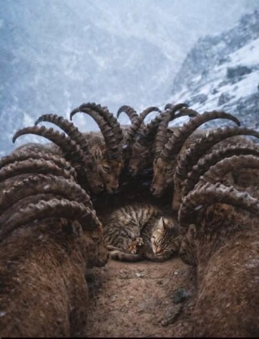 Alp dağlarında 14 Alp dağ keçisi və 1 pişik 4 balası ilə