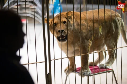 Rusiyada sirkdə tamaşa zamanı pələng tamaşaçıların içinə girib  VİDEO