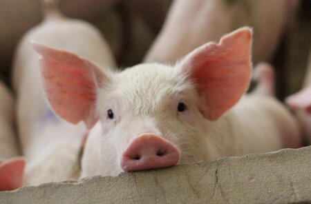 İki ayda Azərbaycana 4 ölkədən 545 ton donuz əti gətirilib