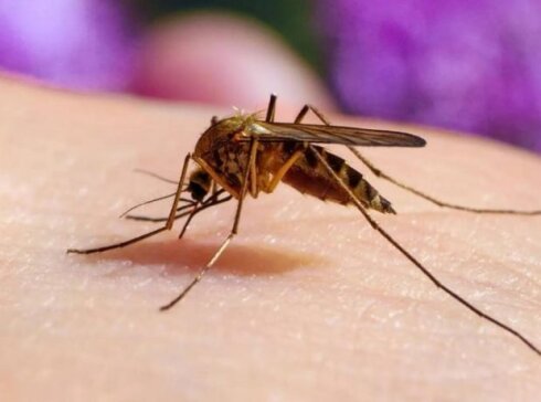 Ağcaqanadlar ən çox onları SANCIR