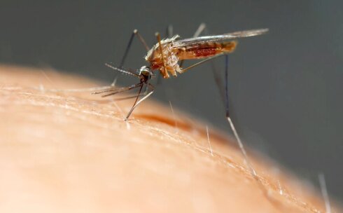 Bağ evlərində gizlənən ölümcül təhlükə: Su çəlləklərinə diqqət