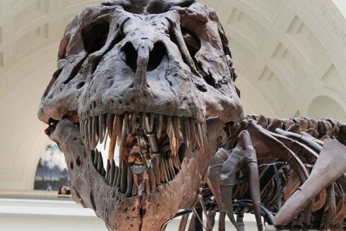 Yuta ştatından 155 milyon  yaşı, radioaktiv kəllə sümüyü olan nəhəng dinozavr