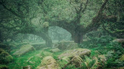 Şimal dənizinin altında 400 il əvvəl yoxa çıxan gizli meşə tapıldı