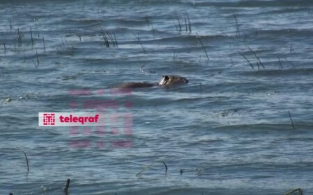Bərdədə Zümürxan gölü zibilliyə çevrilib - FOTO