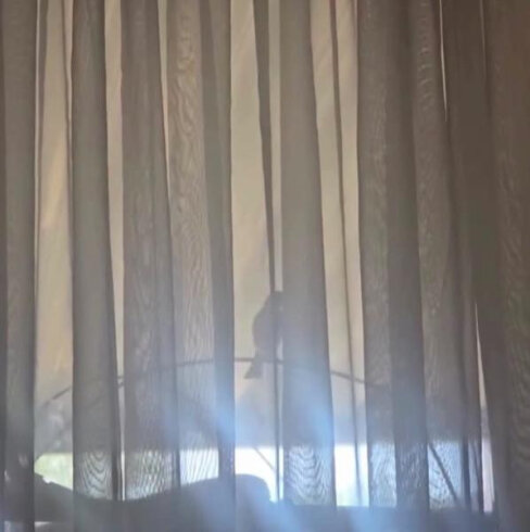 Pəncərəni döyən quş amerikalı qadını bezdirib: mütəxəssislər bunun səbəbini açıqlayıb  VİDEO