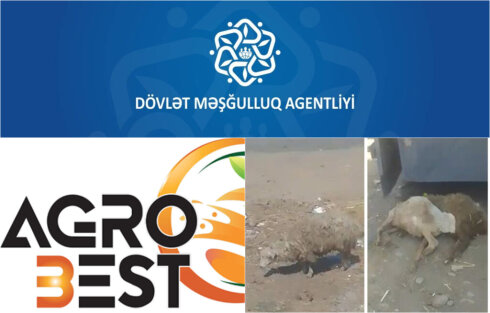 Dövlət Məşğulluq Agentliyində heç nə dəyişməyib  - Məşğulluq Agentliyi ölkəyə xəstə heyvanlar gətirən “Agro Best”ə yenə sifariş verdi ...350 milyonluq tender