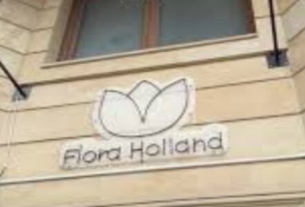 “Flora Holland” MMC-yə satınalmalarda belə geniş şəriti kimlər yaradır -