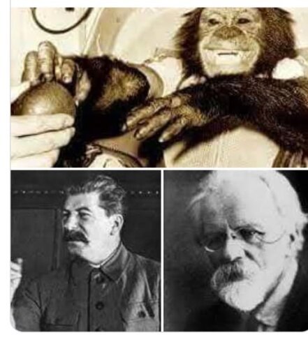 İnsanııın və meymunun Hibrid Layihəsi