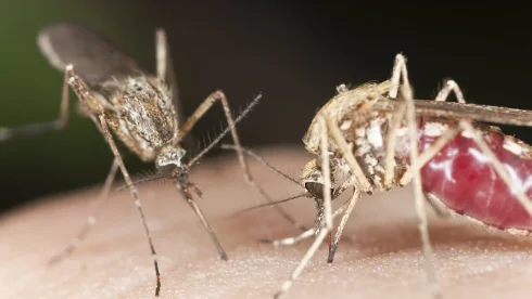 Berlində təhlükəli virus yayılmağa başlayıb