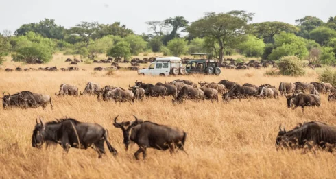 Bələdçinin hekayəsi faciə ilə bitdi: Kanada vətəndaşı safaridə həlak oldu