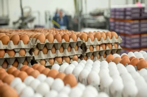 Yumurtanın kəskin ucuzlaşması qıtlığa səbəb oldu