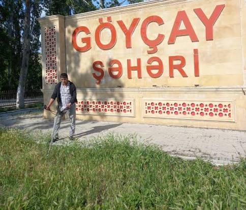 Göyçayın ortasında ağacları zəhərləyən obyekt sahibi kimdir və bu cəsarəti kimdən alır? VİDEO