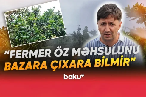Bağlarda təhlükəli vəziyyət: Fermerlər çıxış yolu axtarırlar - VİDEO
