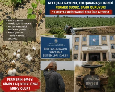 Neftçalada fermerin 19 hektarı susuzluqdan məhv olur -